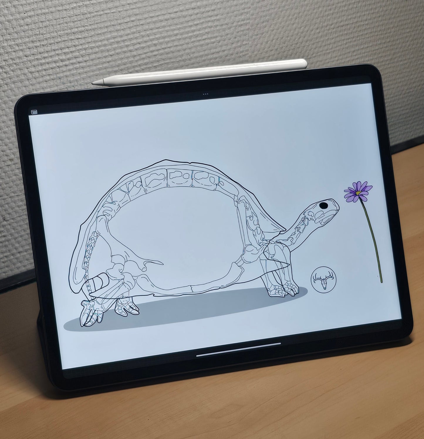 Bouteille d'eau Tortue acier inoxydable 483 ml (17 oz)