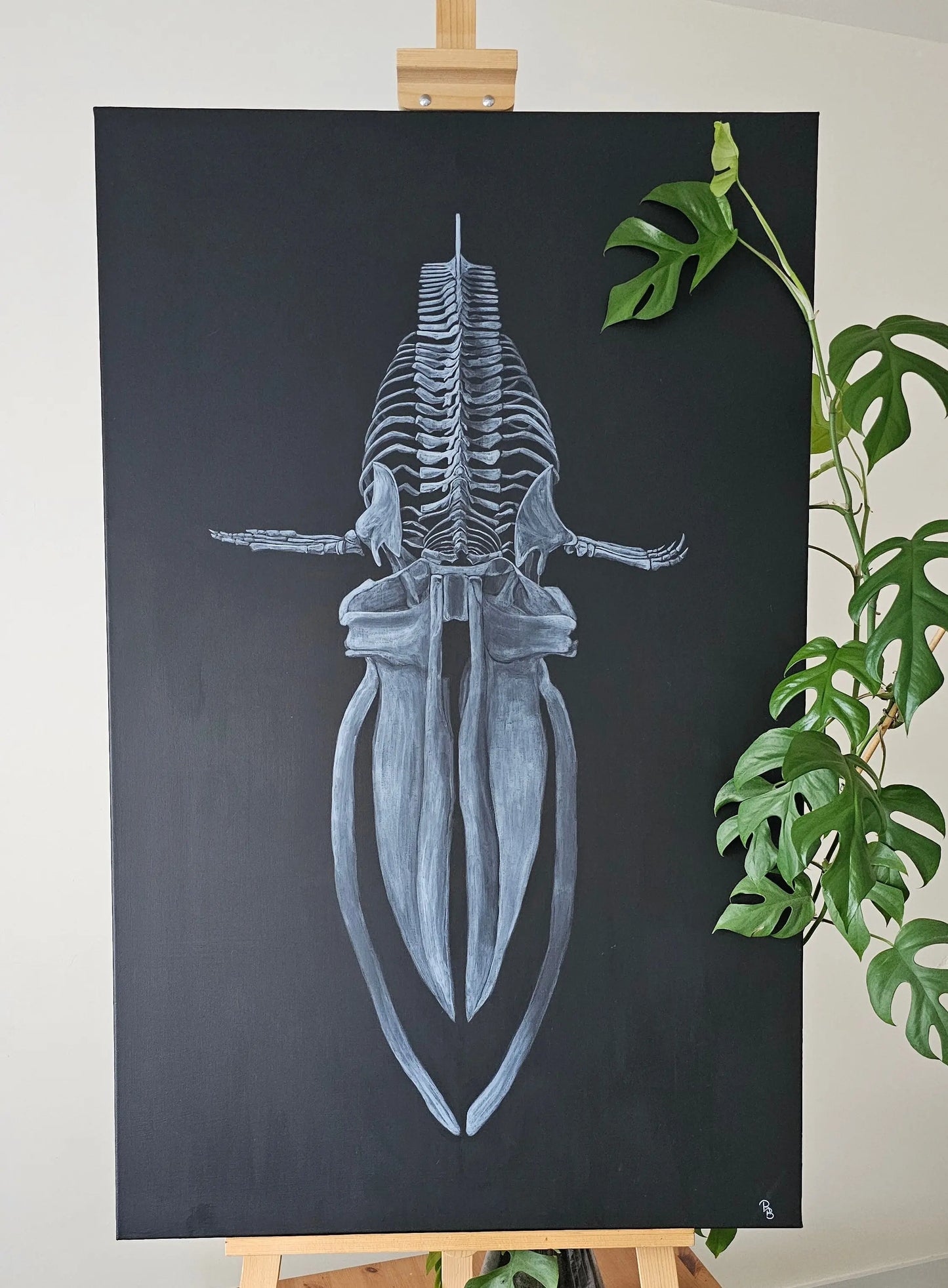 Baleine de face Dessine moi un squelette