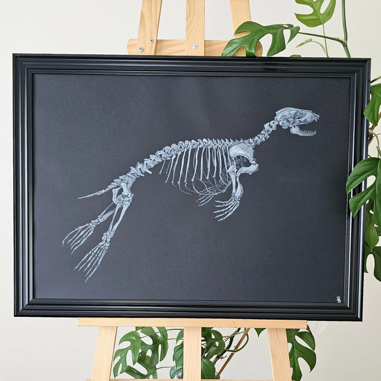 Phoque Dessine moi un squelette