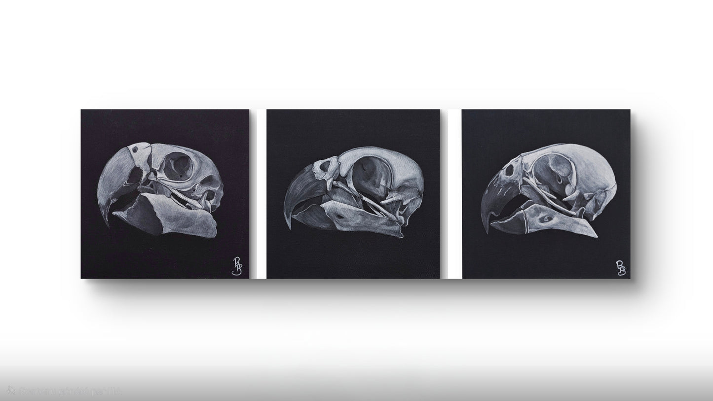 Triptyque crâne de psittacidés