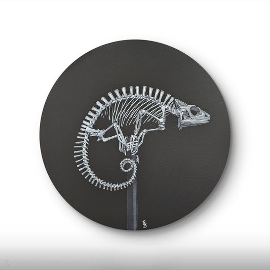 Caméléon de Meller